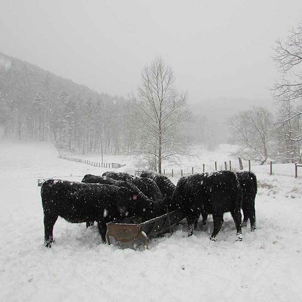 Heifers Snow Traugh