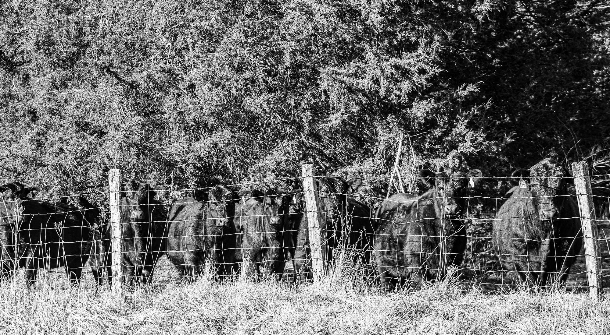 Cows lined up at fence