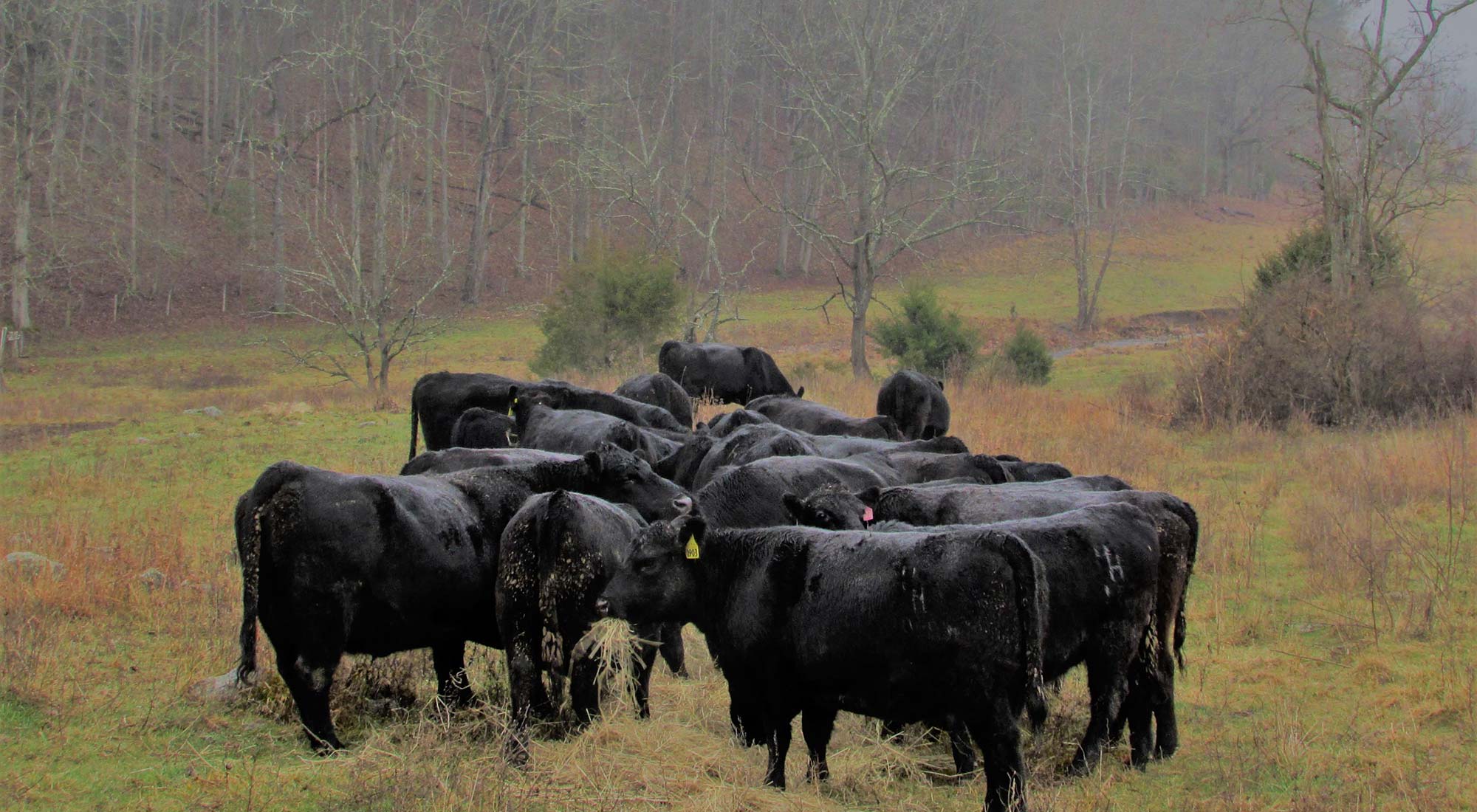 Cows feeding on grass